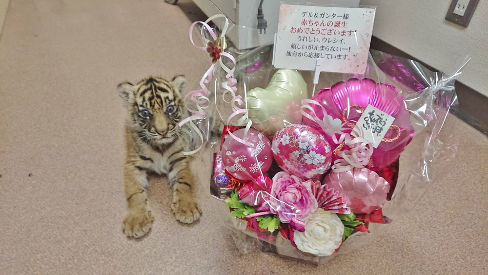 子トラの成長記録 その すまとらとらブログ よこはま動物園ズーラシア公式サイト 公益財団法人 横浜市緑の協会 子トラの成長記録 その すまとらとらブログ よこはま動物園ズーラシア公式サイト 公益財団法人 横浜市緑の協会