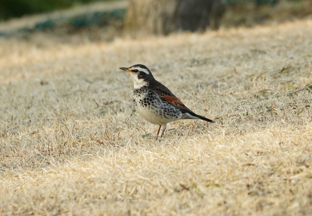 DSC04282.jpg