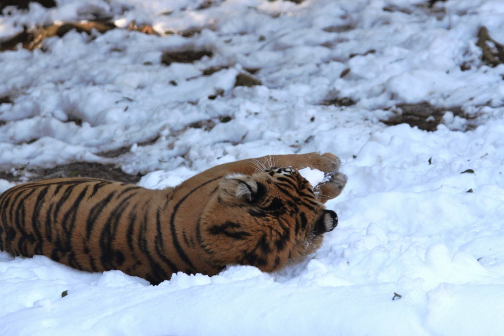 IMG_7323 - コピー.jpg