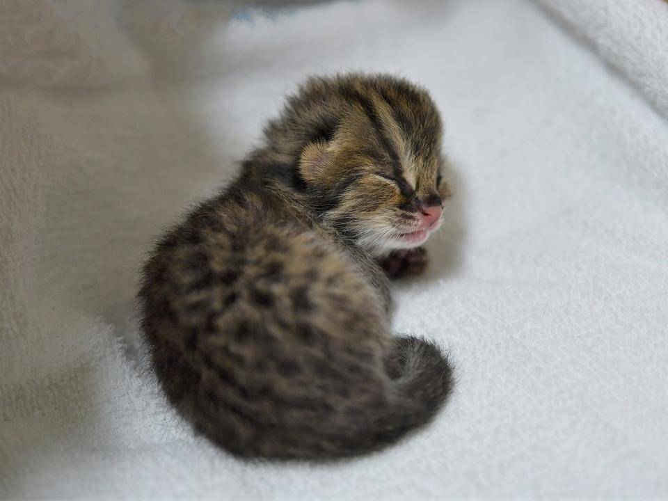 【ズーラシア】人工授精で生まれたツシマヤマネコの赤ちゃん.jpg