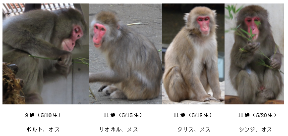 5月生まれボルト、リオネル、クリス、シンジ.png