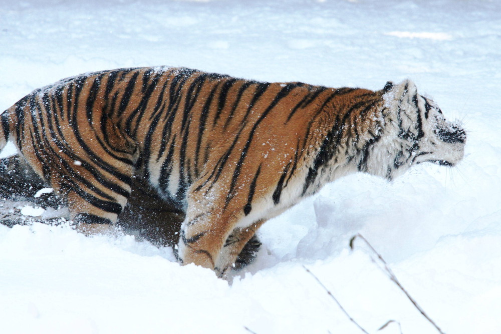 IMG_6652 - コピー.jpg