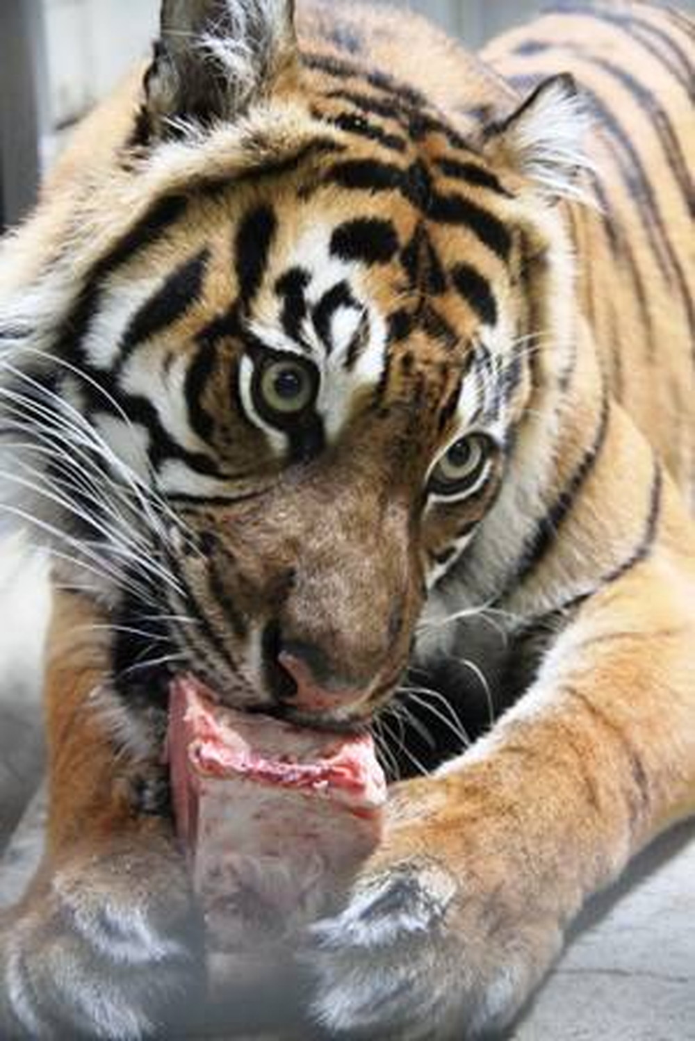 【すまとらとらBlog】20160628誕生日おめでとう!! (2).jpg