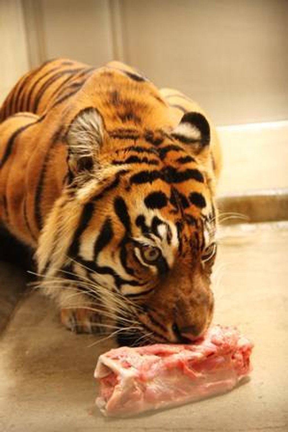 【すまとらとらBlog】20160628誕生日おめでとう!! (5).jpg