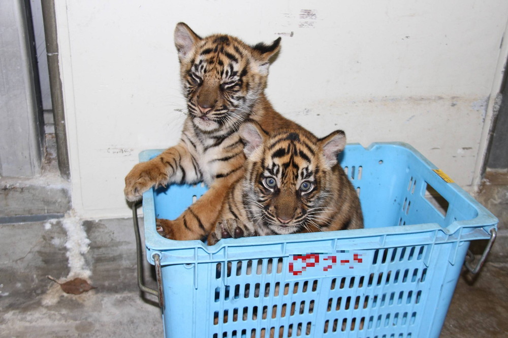 IMG_0077 (モザイク).jpg