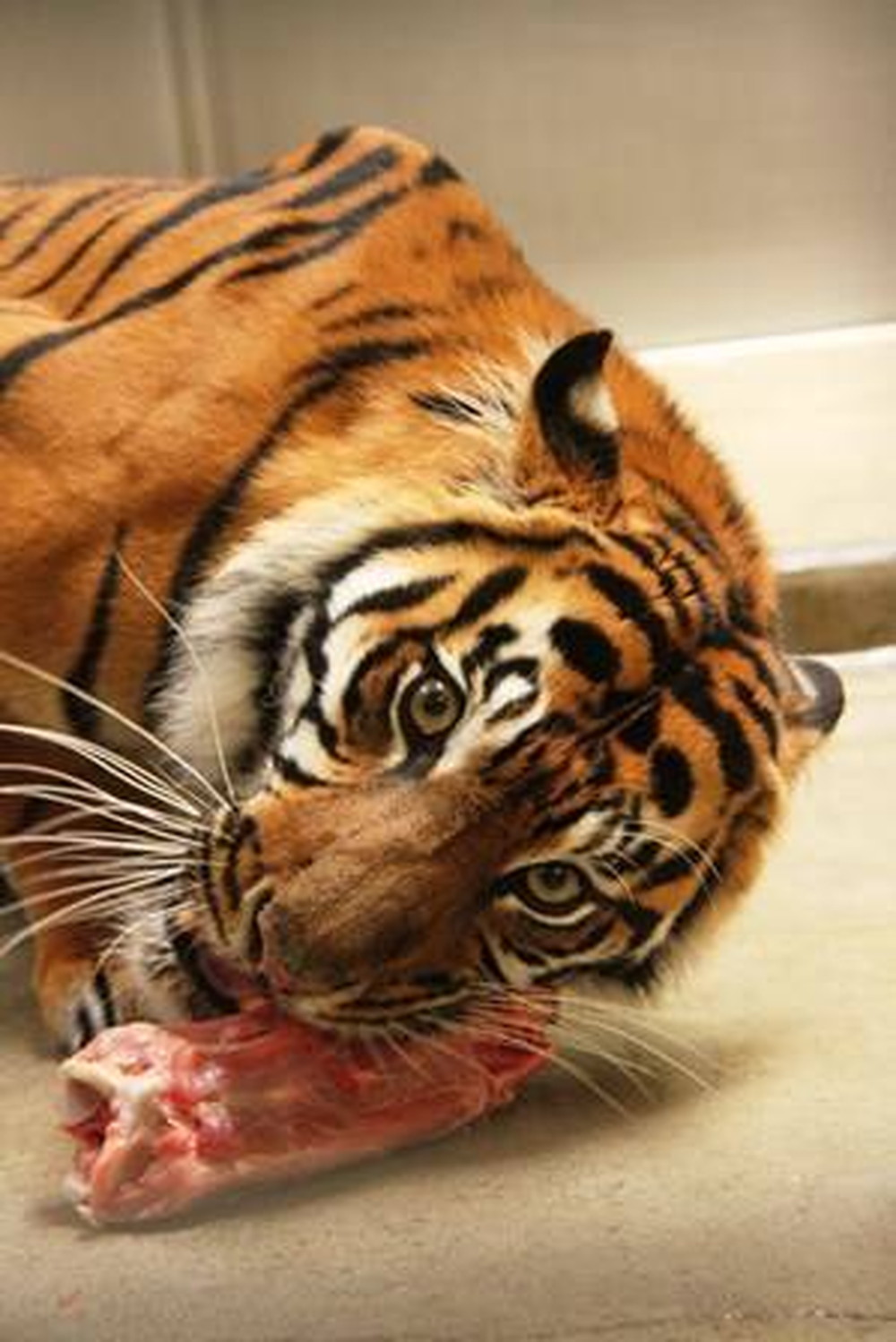 【すまとらとらBlog】20160628誕生日おめでとう!! (3).jpg