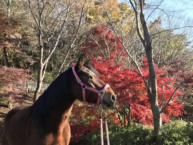 ぱかぱか2021.12秋みつけた1.jpg