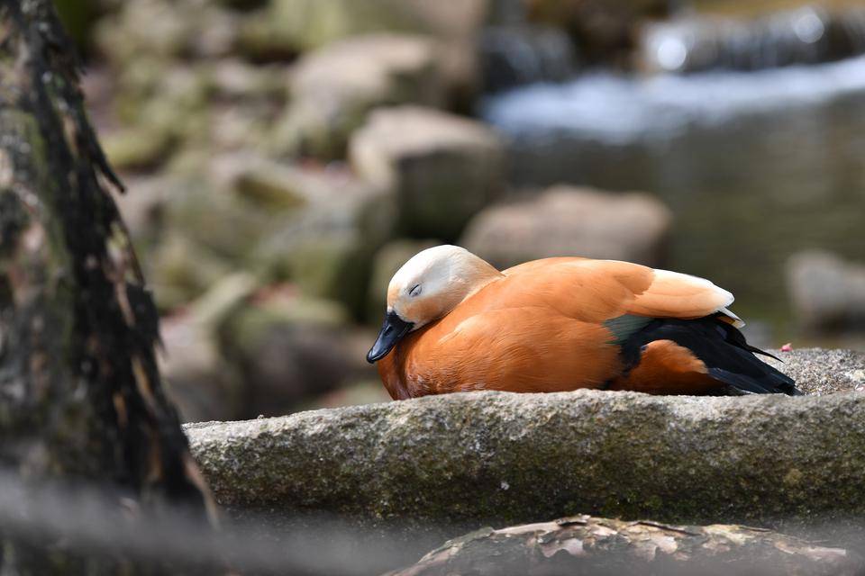 DSC_3339.jpg