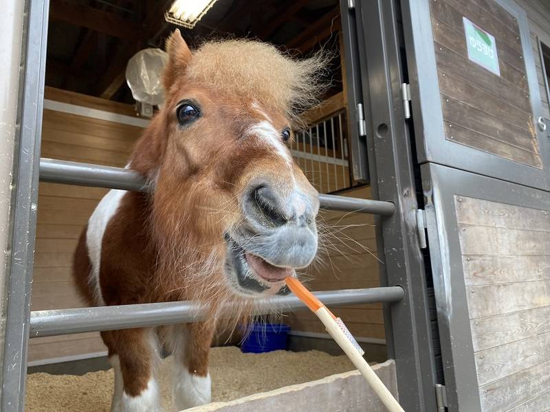 pakapaka 馬紹介ゆう1.jpg