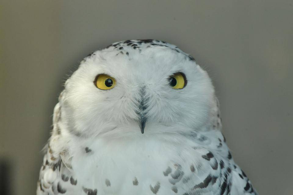 鳥の正面顔が好き っていうお話 ブログdeズーラシア よこはま動物園ズーラシア公式サイト 公益財団法人 横浜市緑の協会