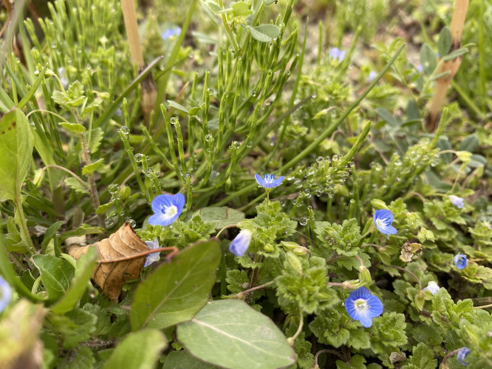 ぱかぱか 春オオイヌノフグリ.jpg