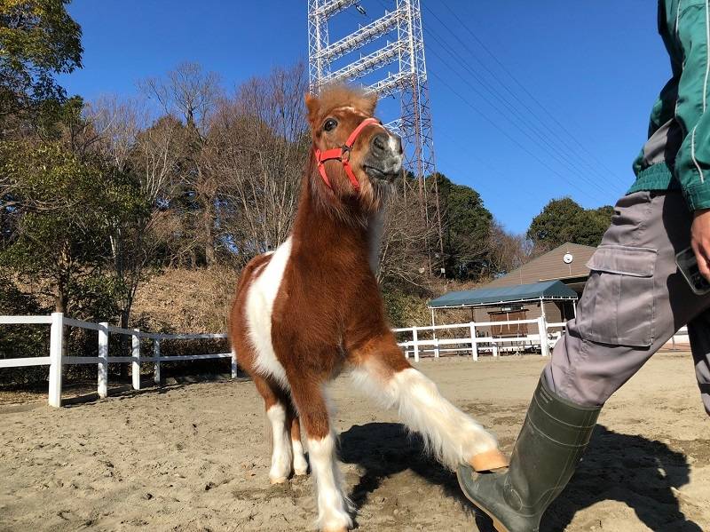 pakapaka 馬紹介ゆう2.jpg