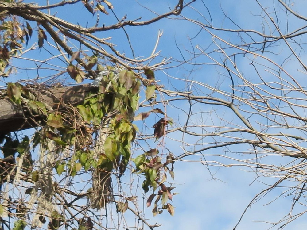 IMG_1543 - コピー - コピー.jpg