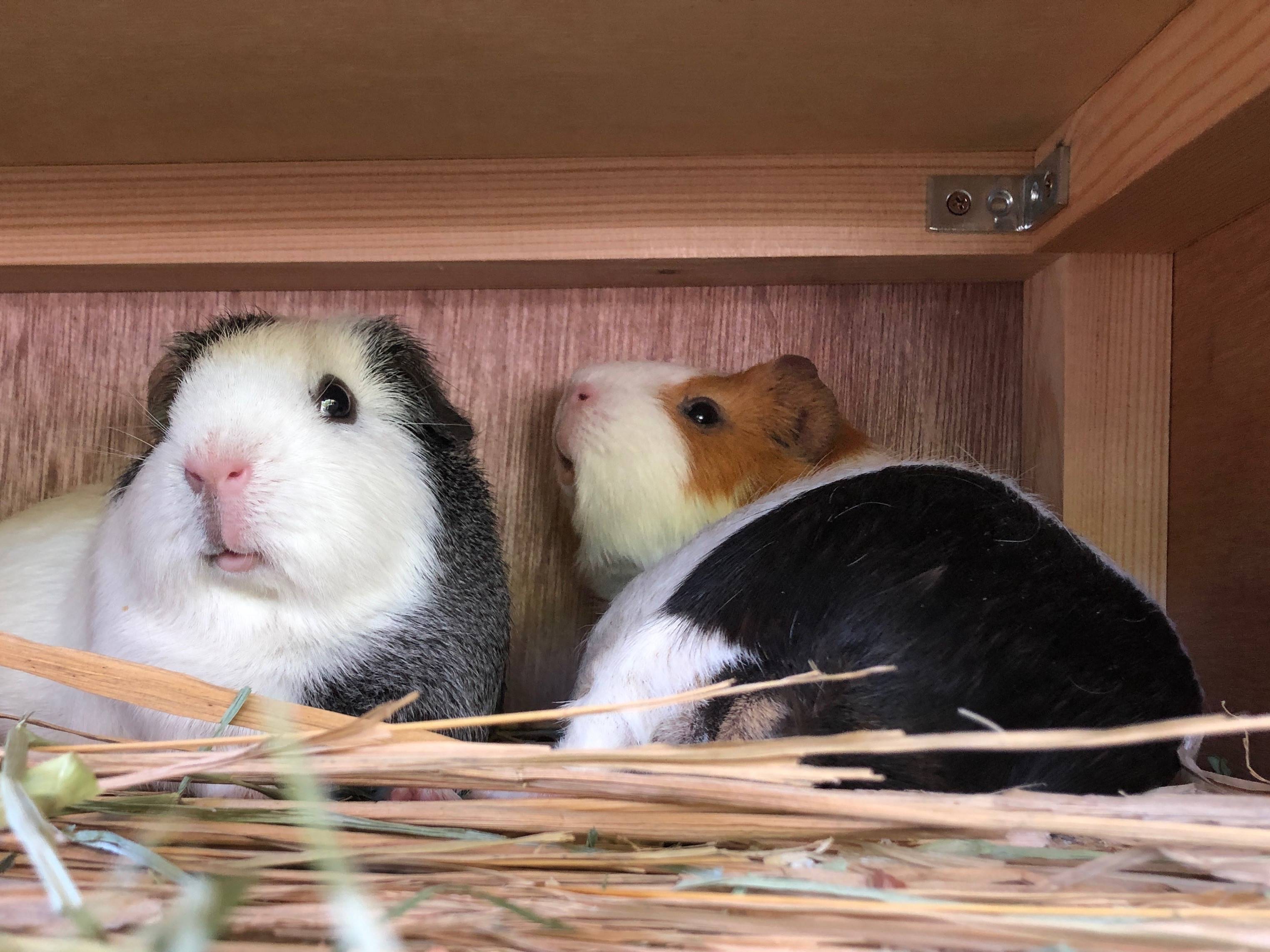 ぱかぱか広場2021.10モルモットの展示3.jpg