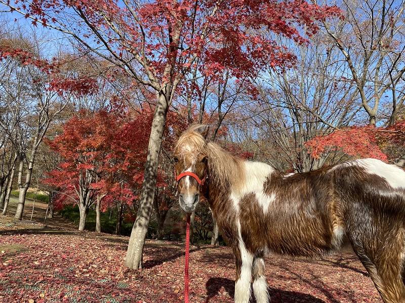 ぱかぱか　紅葉4.jpg