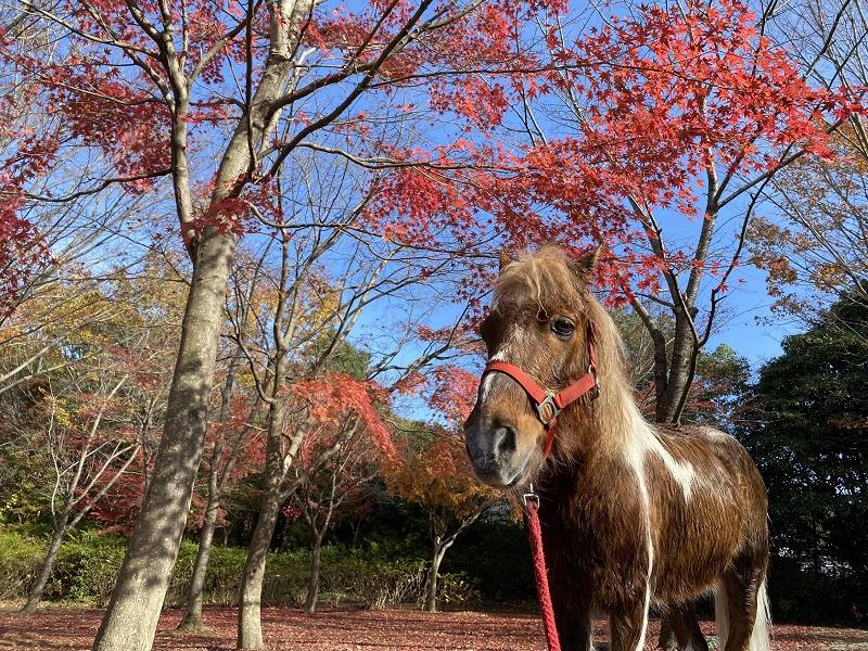 ぱかぱか　紅葉3.jpg
