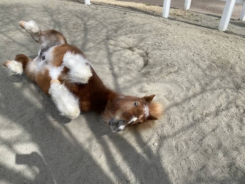 ぱかぱか 春4.jpg