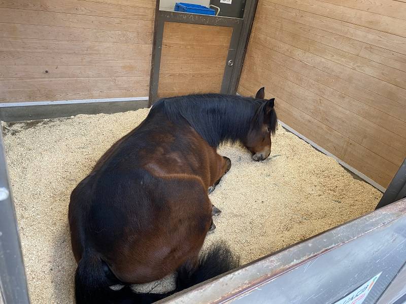 ぱかぱか 春9.jpg