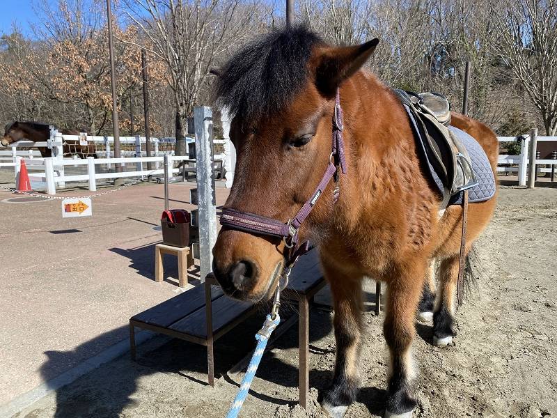 ぱかぱか 春7.jpg