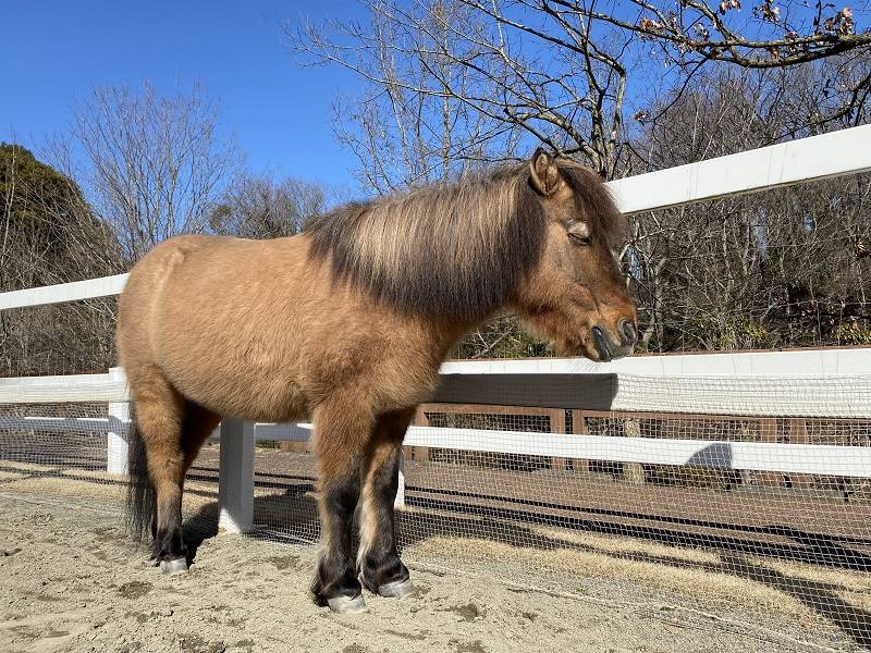 ぱかぱか 春2.jpg