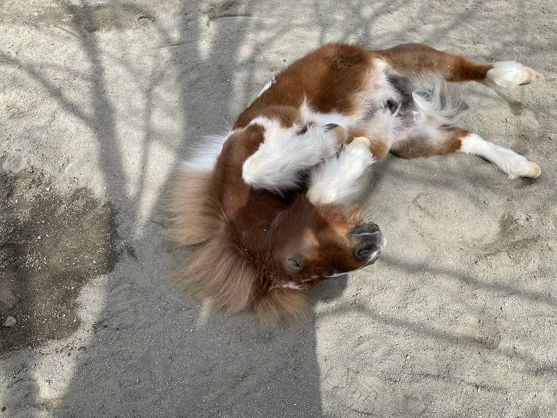 ぱかぱか 春3.jpg