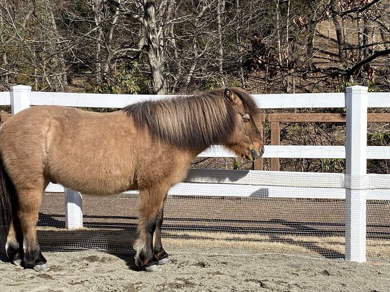 ぱかぱか 春1.jpg