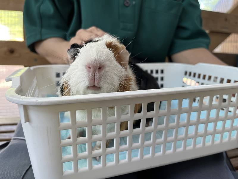 成長！モルモット！ (7).jpg