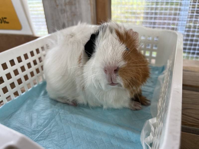 成長！モルモット！ (1).jpg