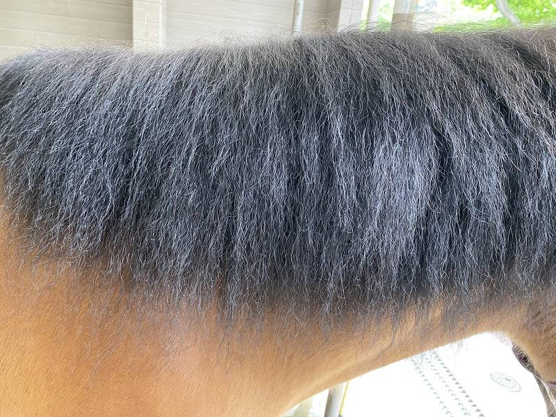ぱか　たてがみ8.jpg