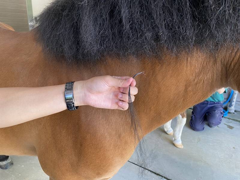 キズナ　馬の毛　たてがみ キズナ (競走馬) - Wikipedia