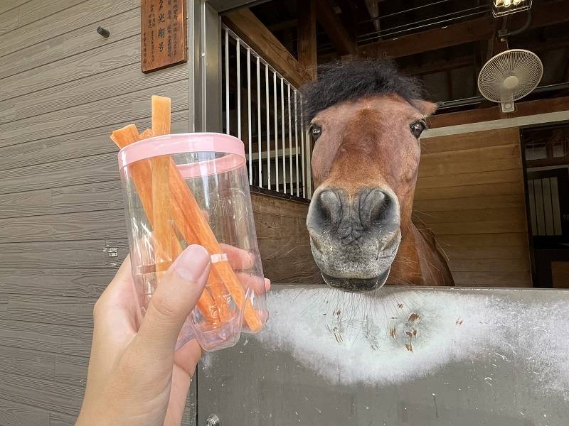 ぱかぱか202309馬のエサやり最新情報2.jpg