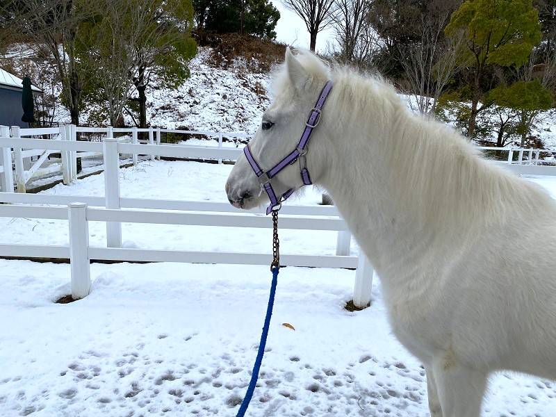 ぱかぱか 雪3.jpg