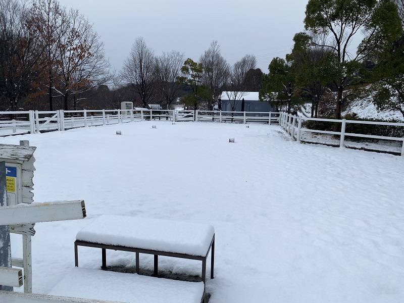 ぱかぱか 雪1.jpg