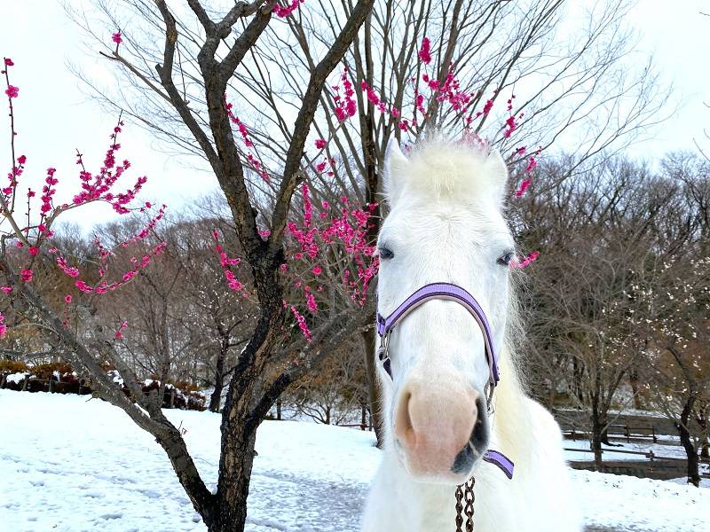 ぱかぱか 雪4.jpg