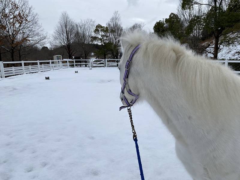 ぱかぱか 雪5.jpg