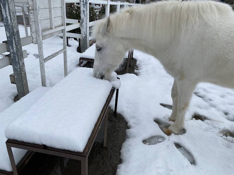 ぱかぱか 雪6.jpg
