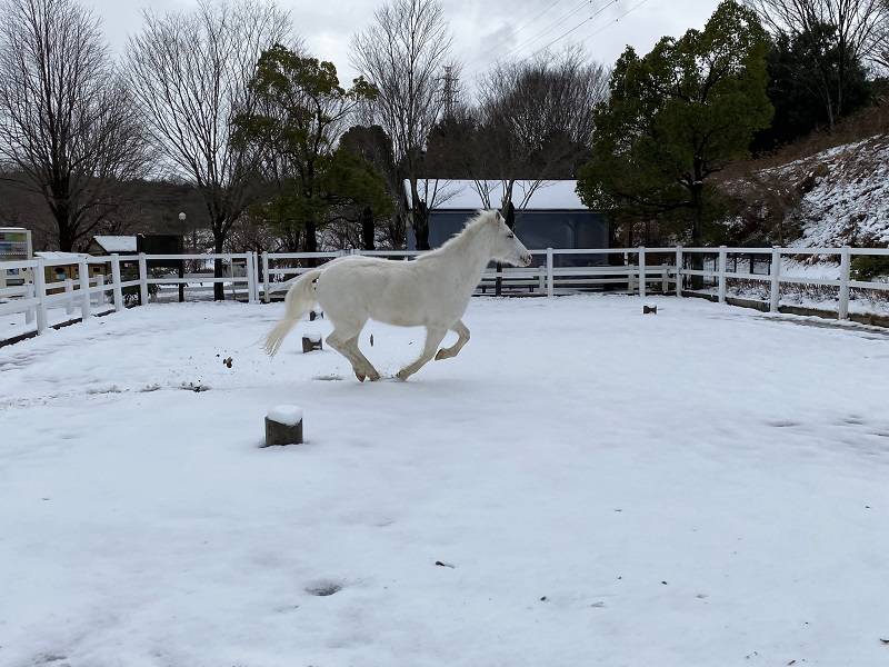 ぱかぱか 雪9.jpg