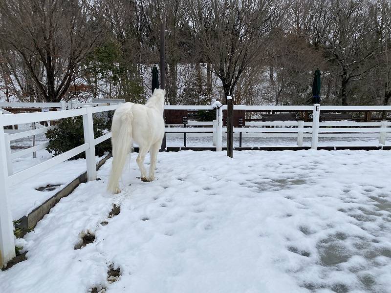 ぱかぱか 雪8.jpg