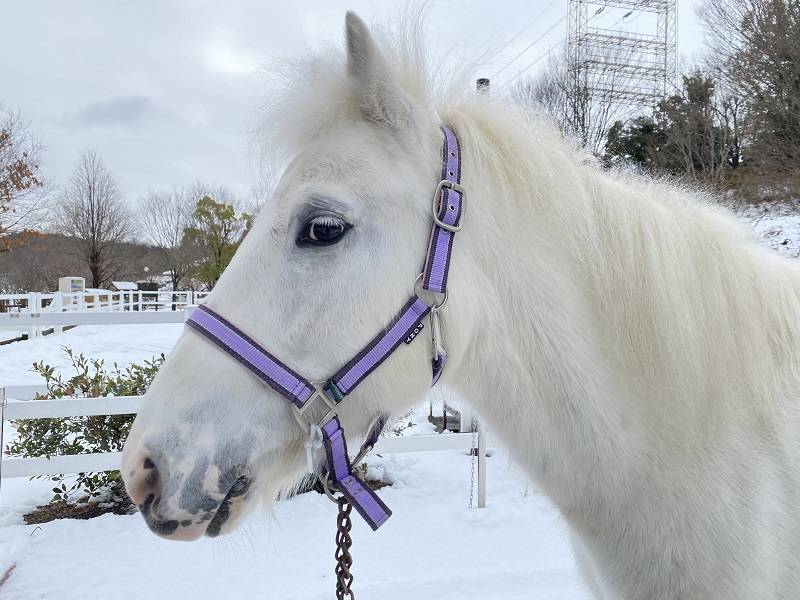 ぱかぱか 雪2.jpg