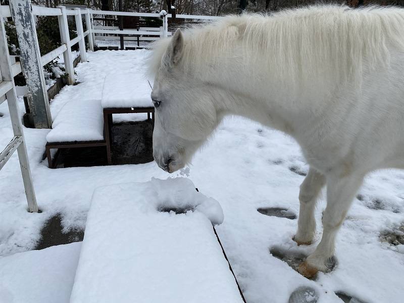ぱかぱか 雪7.jpg