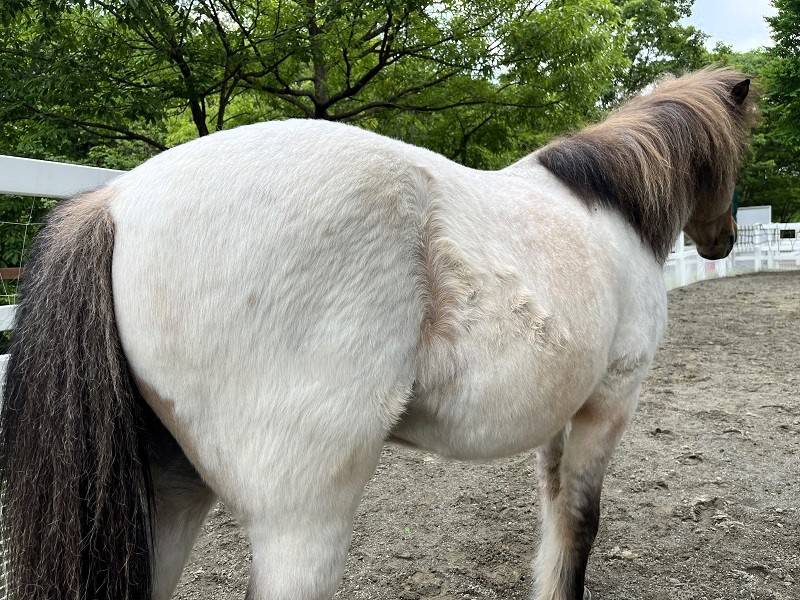 白い馬?(7).jpg