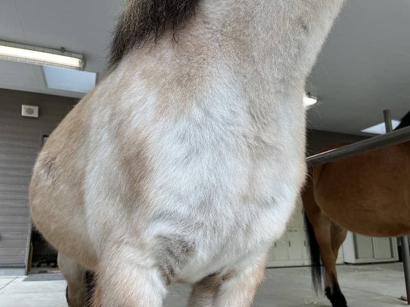 白い馬?(5).jpg