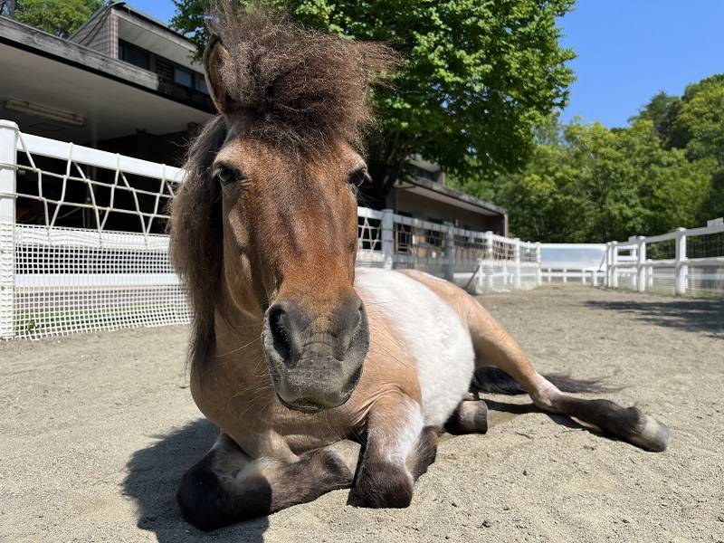 お昼寝日和 (1).jpg