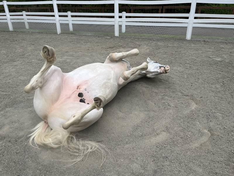 お昼寝日和 (5).jpg