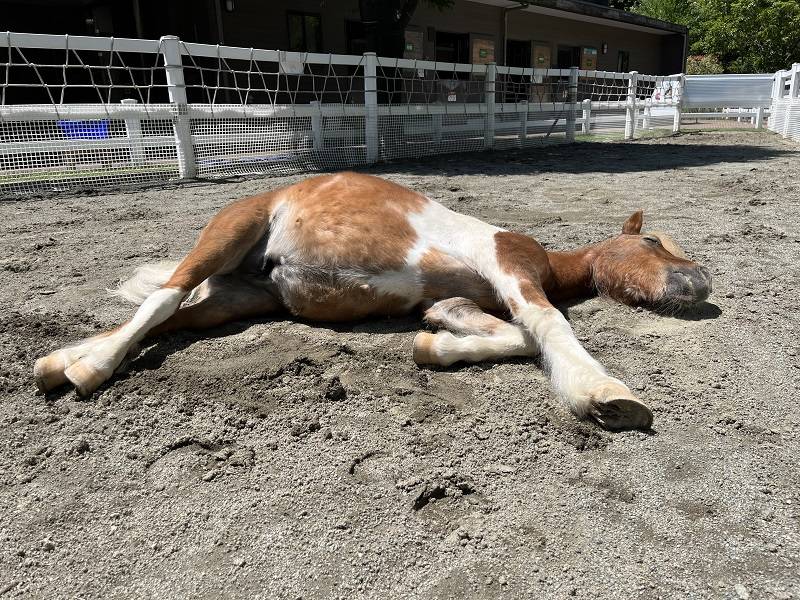 お昼寝日和 (2).jpg