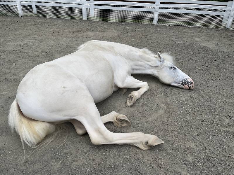 お昼寝日和 (4).jpg