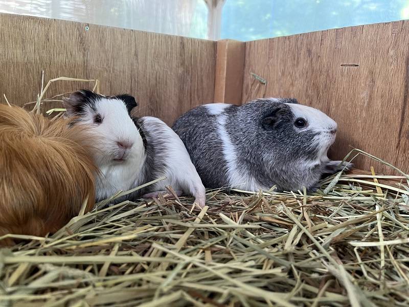 モルーティン2 3.jpg