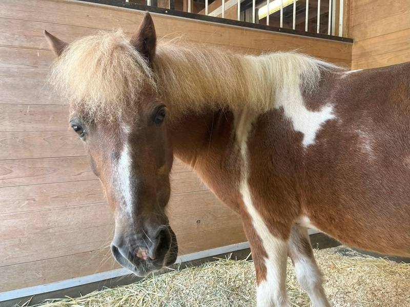 みんなのたてがみスタイル|ぱかぱか広場｜ブログ|よこはま動物園