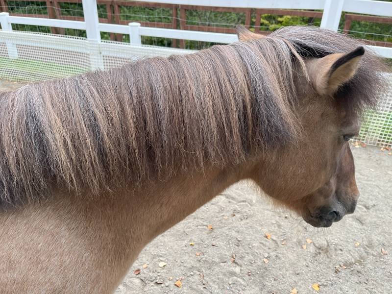 みんなのたてがみスタイル 1.jpg