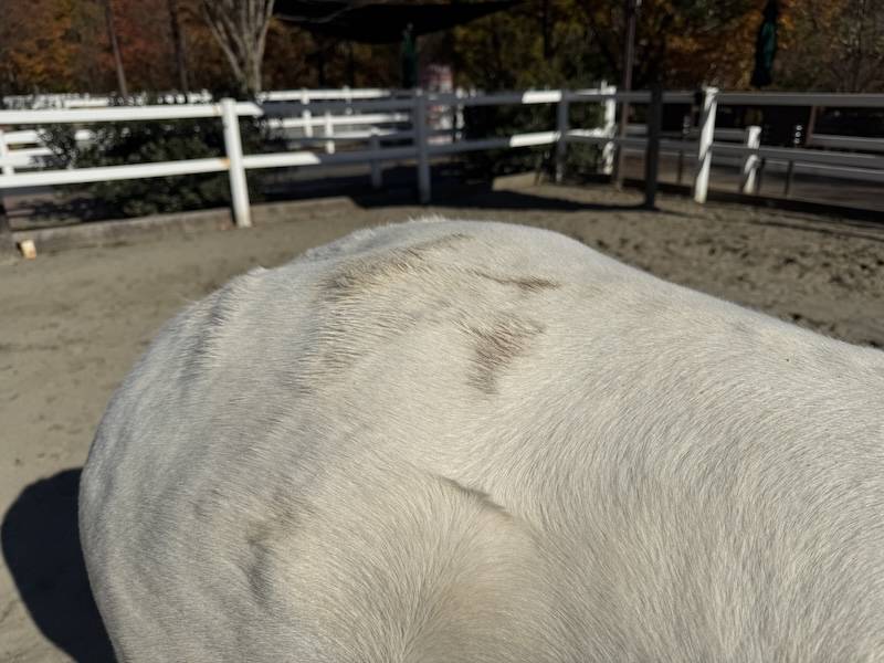 ぱかぱか広場 スノーゴッドのシャンプー4.jpg